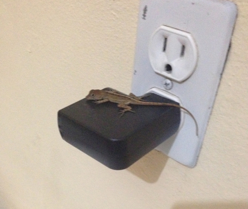 These cute little guys are everywhere and we have become used to seeing them in the house. This one decided to warm his belly on the phone charger!