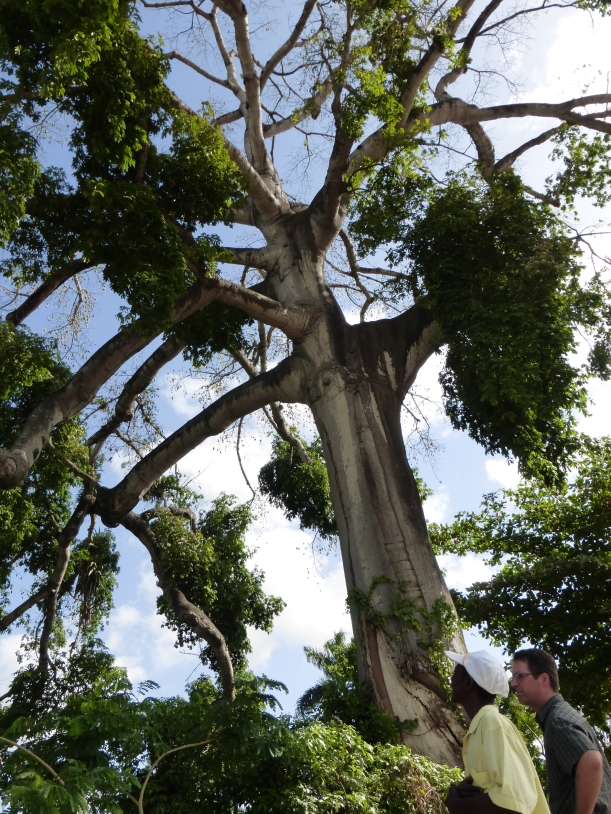 A very tall mapu tree. Haitians relate these to evil spirits and so they do not cut them down!