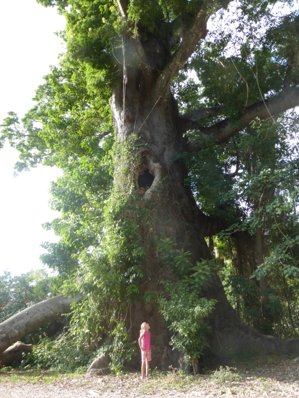 The branches of this massive Mapu tree are thicker than most trees!
